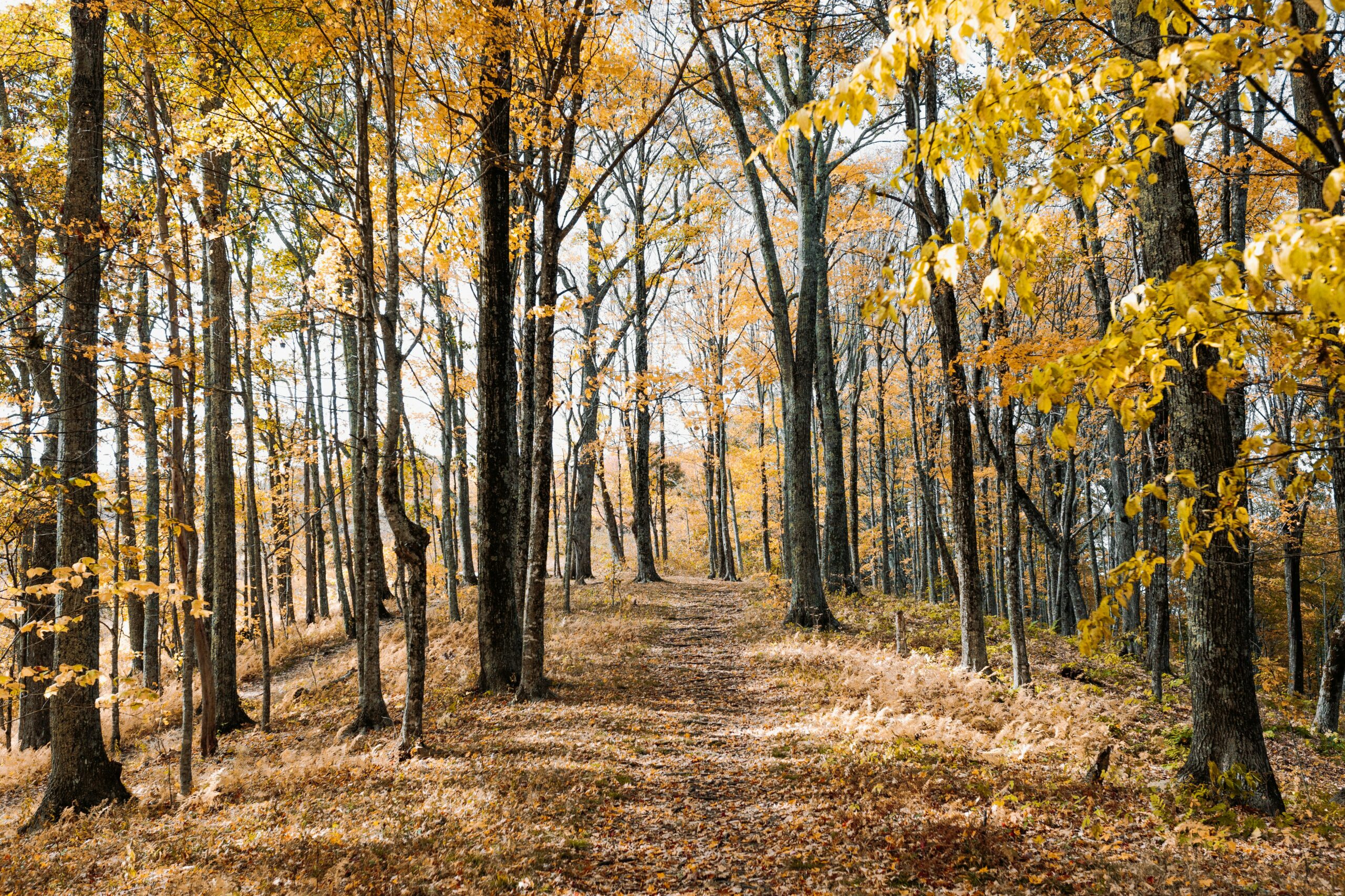 Yoga retreat - Canada - Jennifer Jane Young